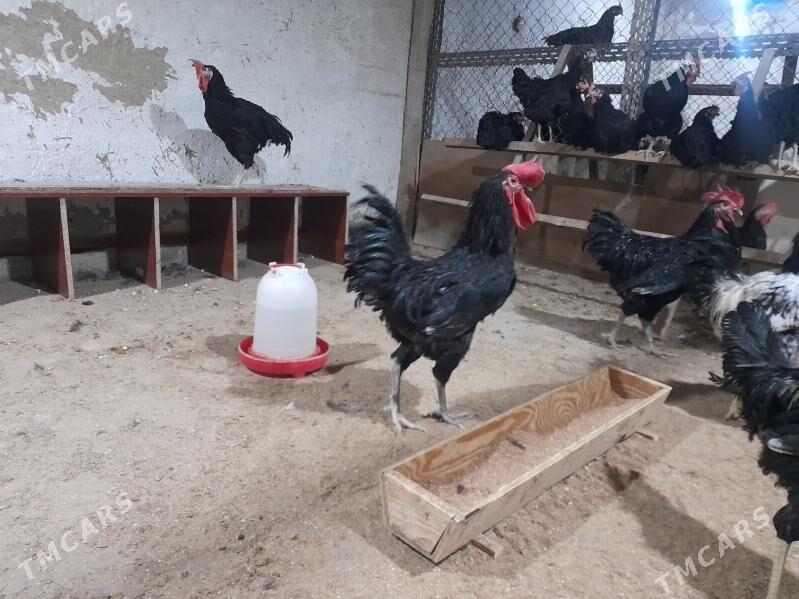 gigant - Ашхабад - img 2