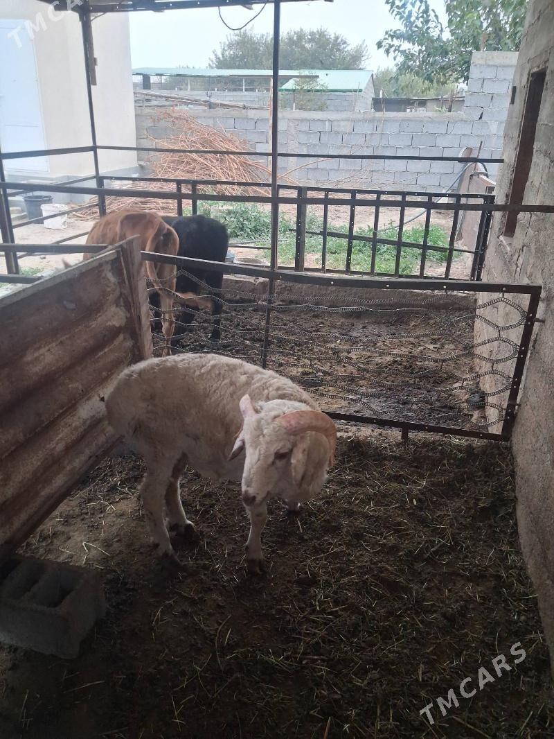 Goç - Херрикгала - img 4