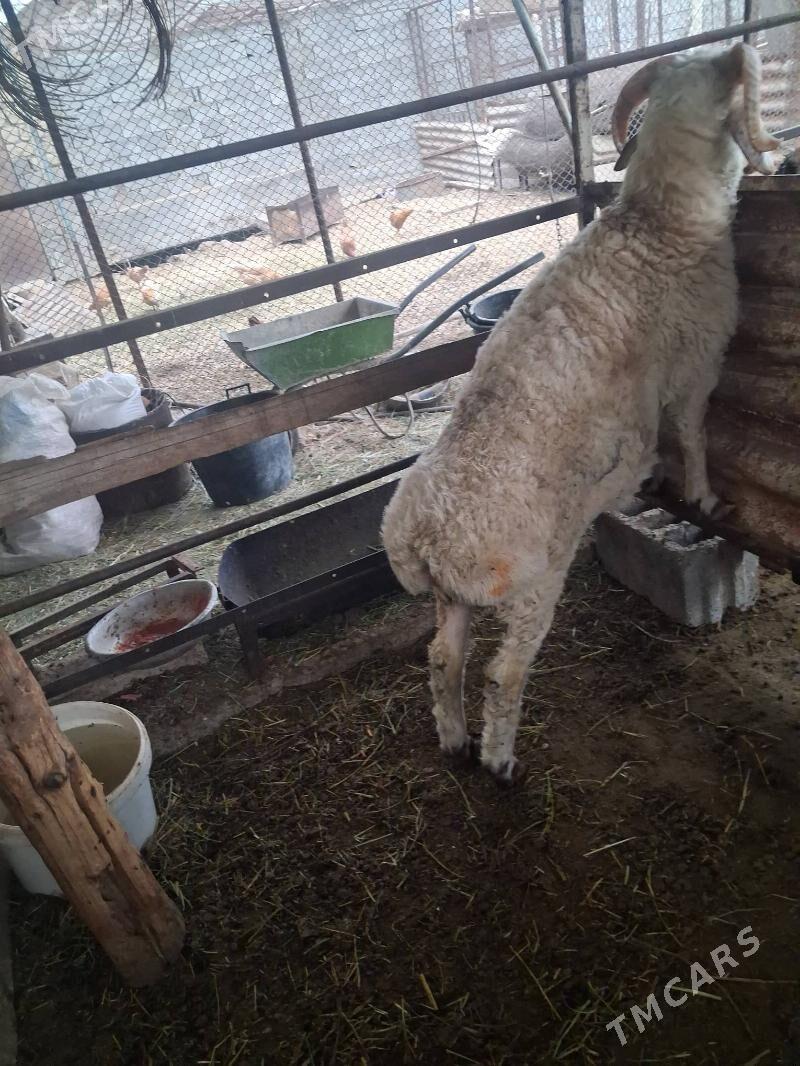 Goç - Херрикгала - img 3