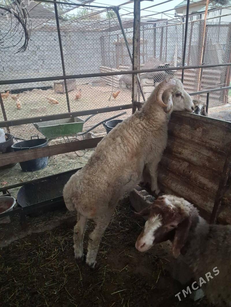 Goç - Херрикгала - img 2