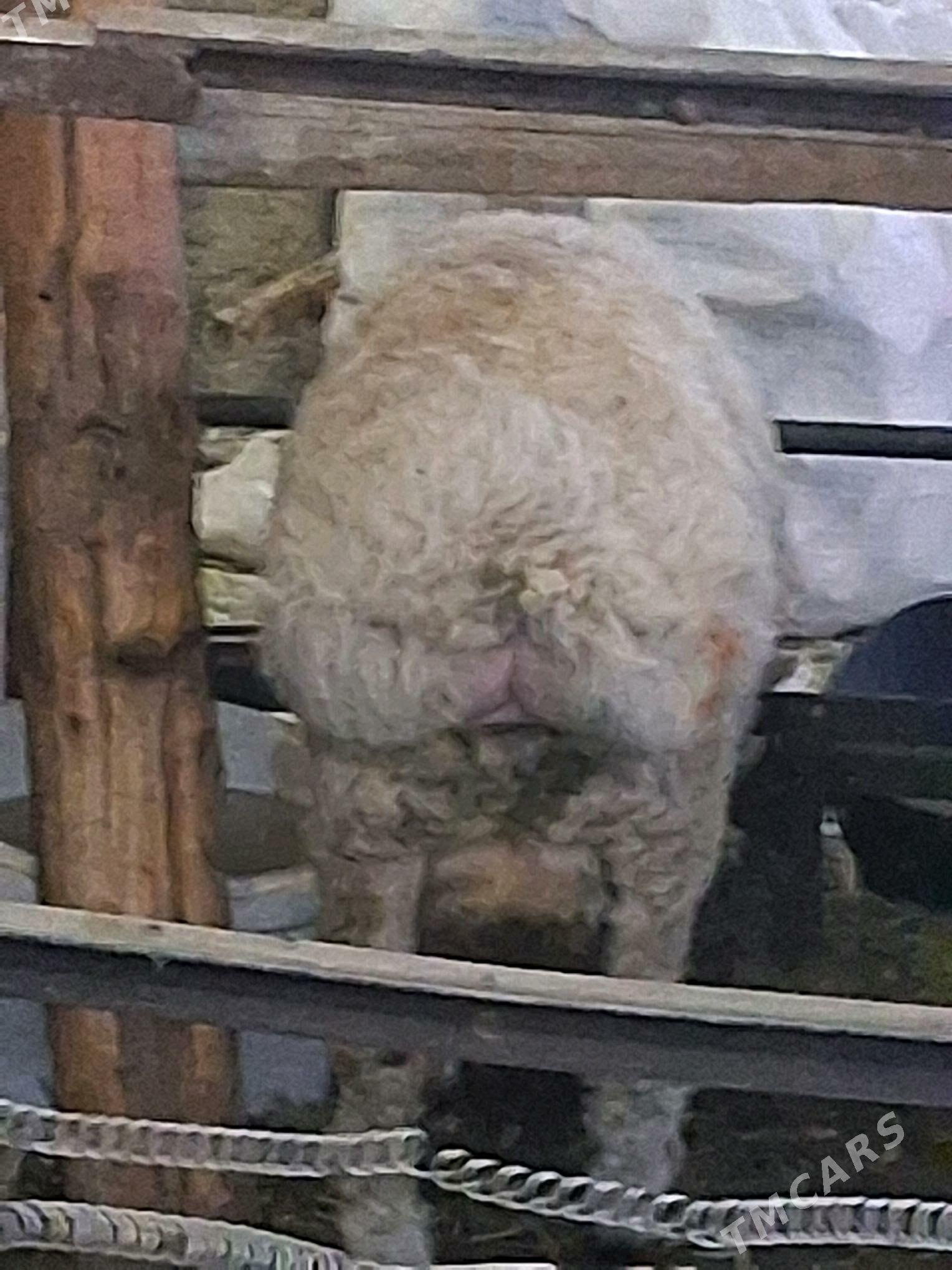 Goç - Херрикгала - img 5