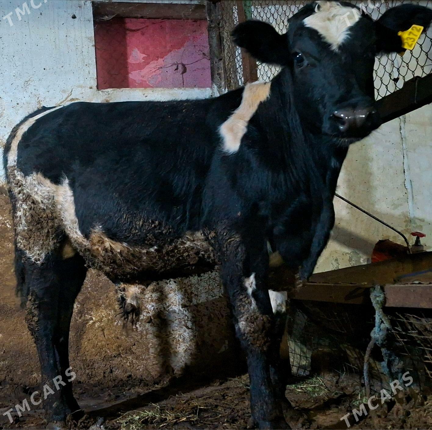 angus ala okuzi - Ruhabat (90-njy razýezd) - img 2