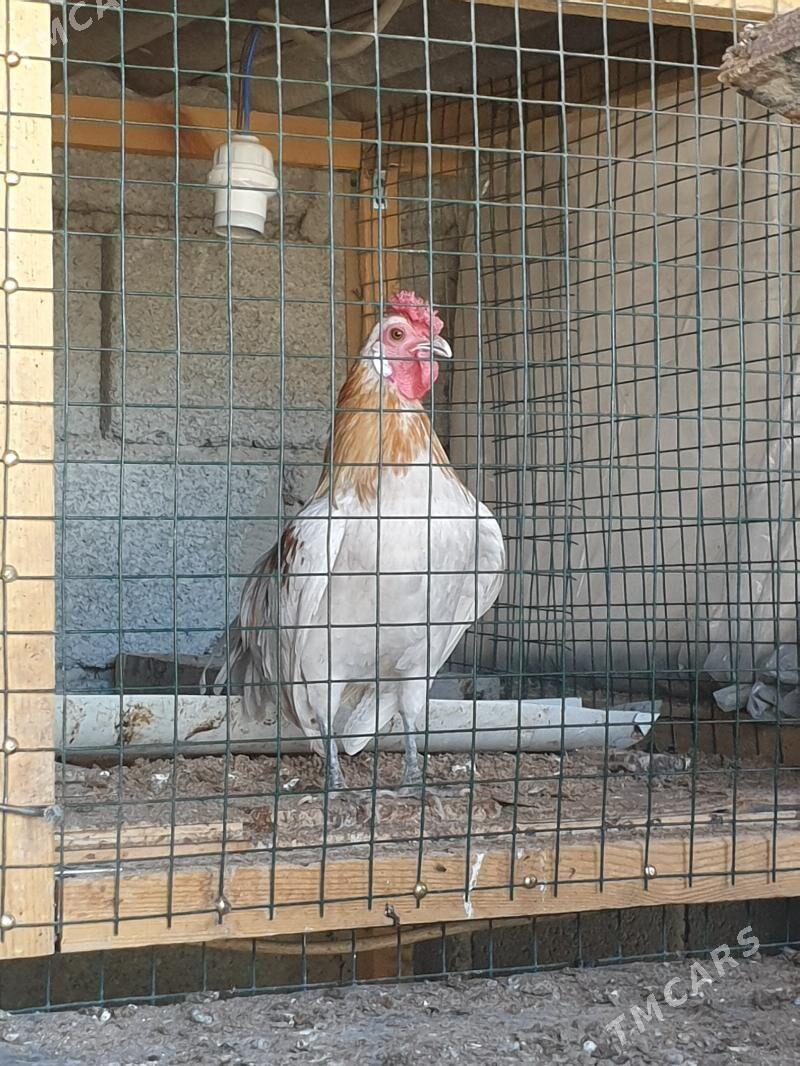 karlik prasdoy - Kaka - img 2