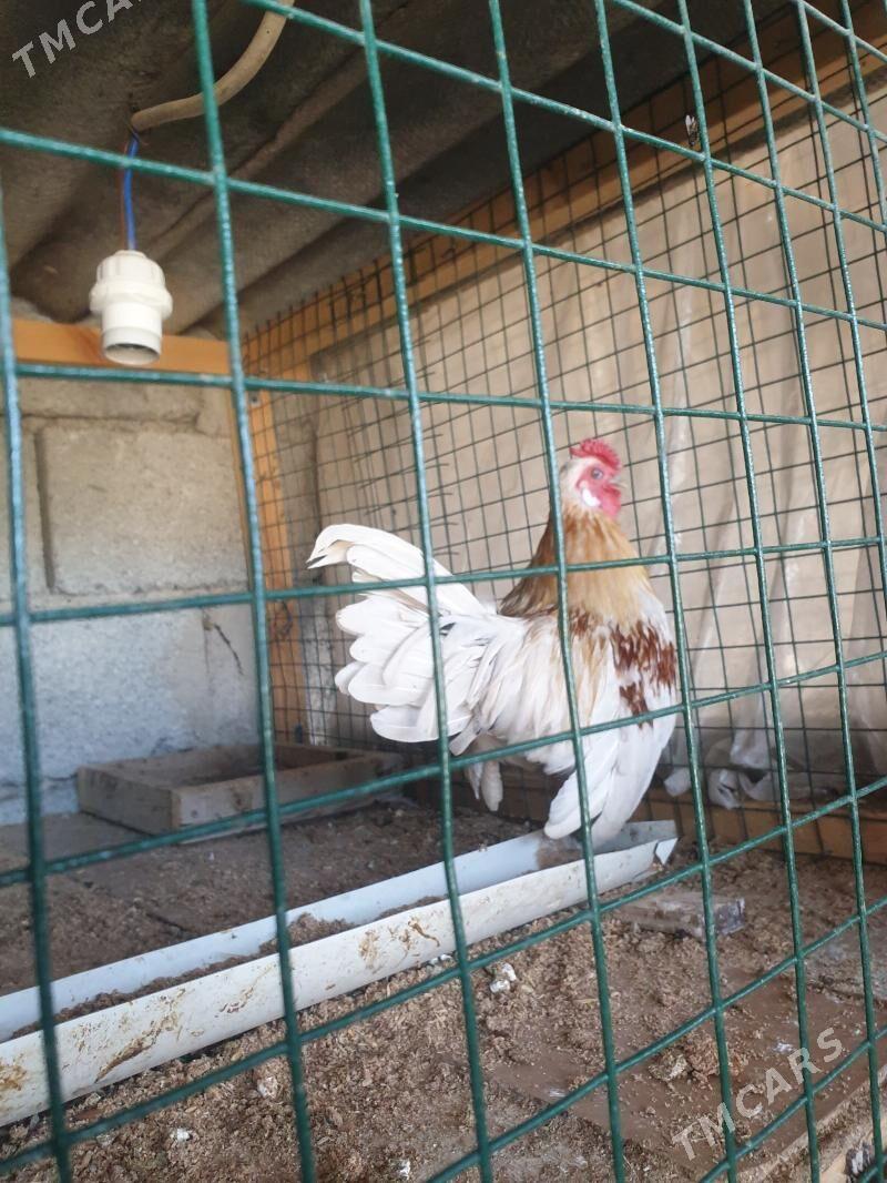 karlik prasdoy - Kaka - img 3