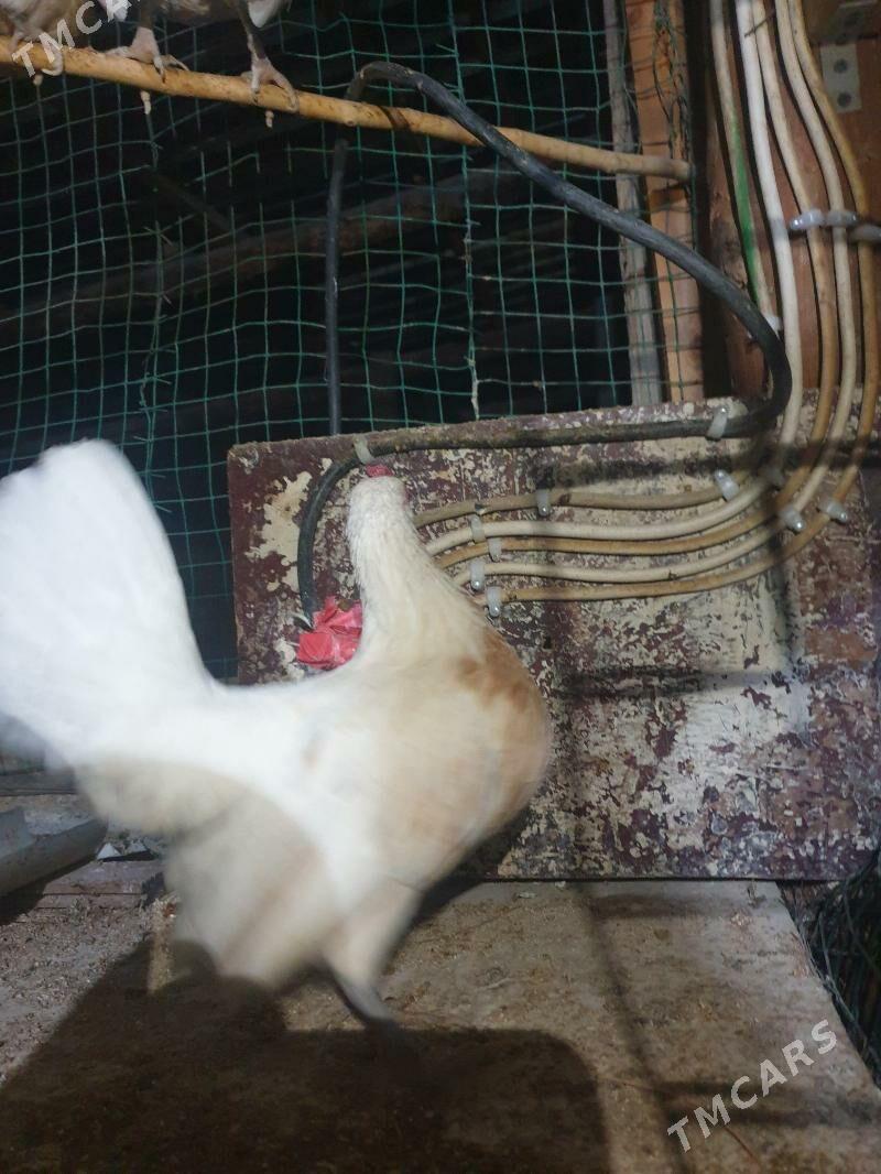 karlik prasdoy - Kaka - img 4