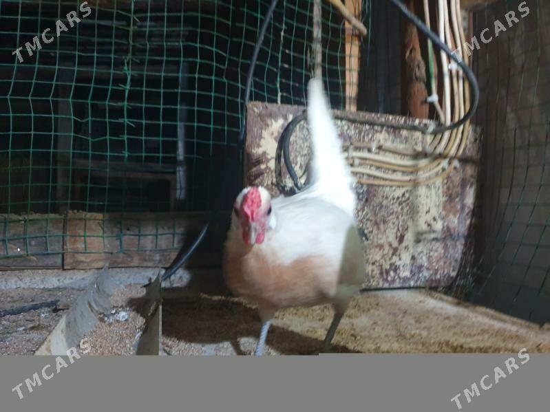 karlik prasdoy - Kaka - img 5