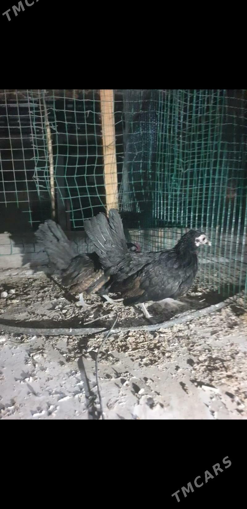 karlik prasdoy - Кака - img 3