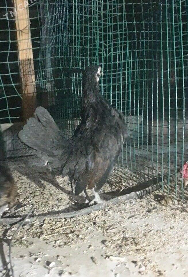 karlik prasdoy - Кака - img 2