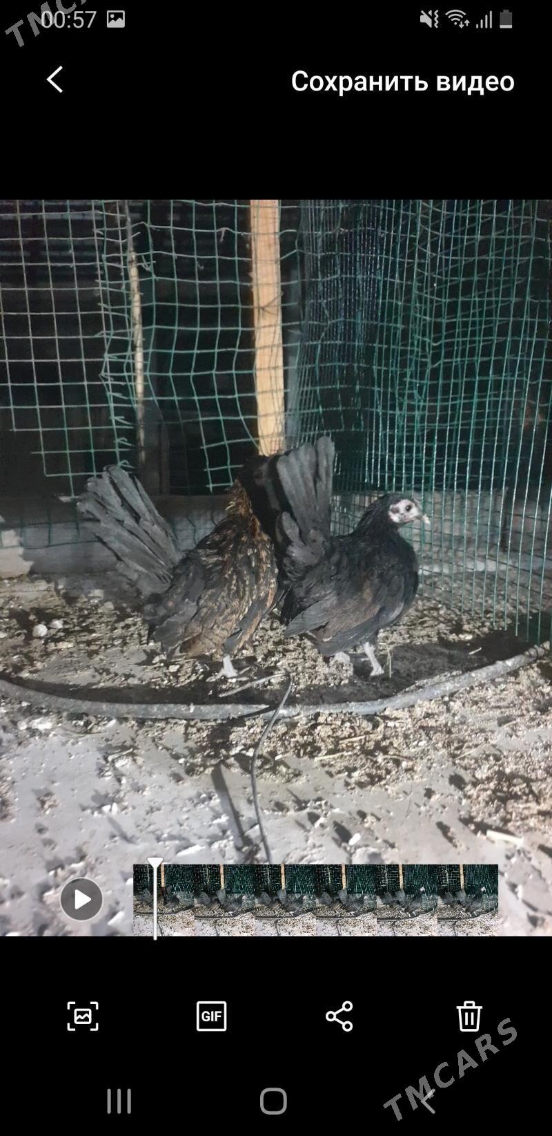 karlik prasdoy - Кака - img 4