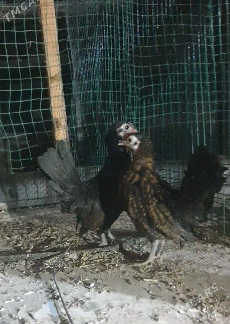 karlik prasdoy - Кака - img 1