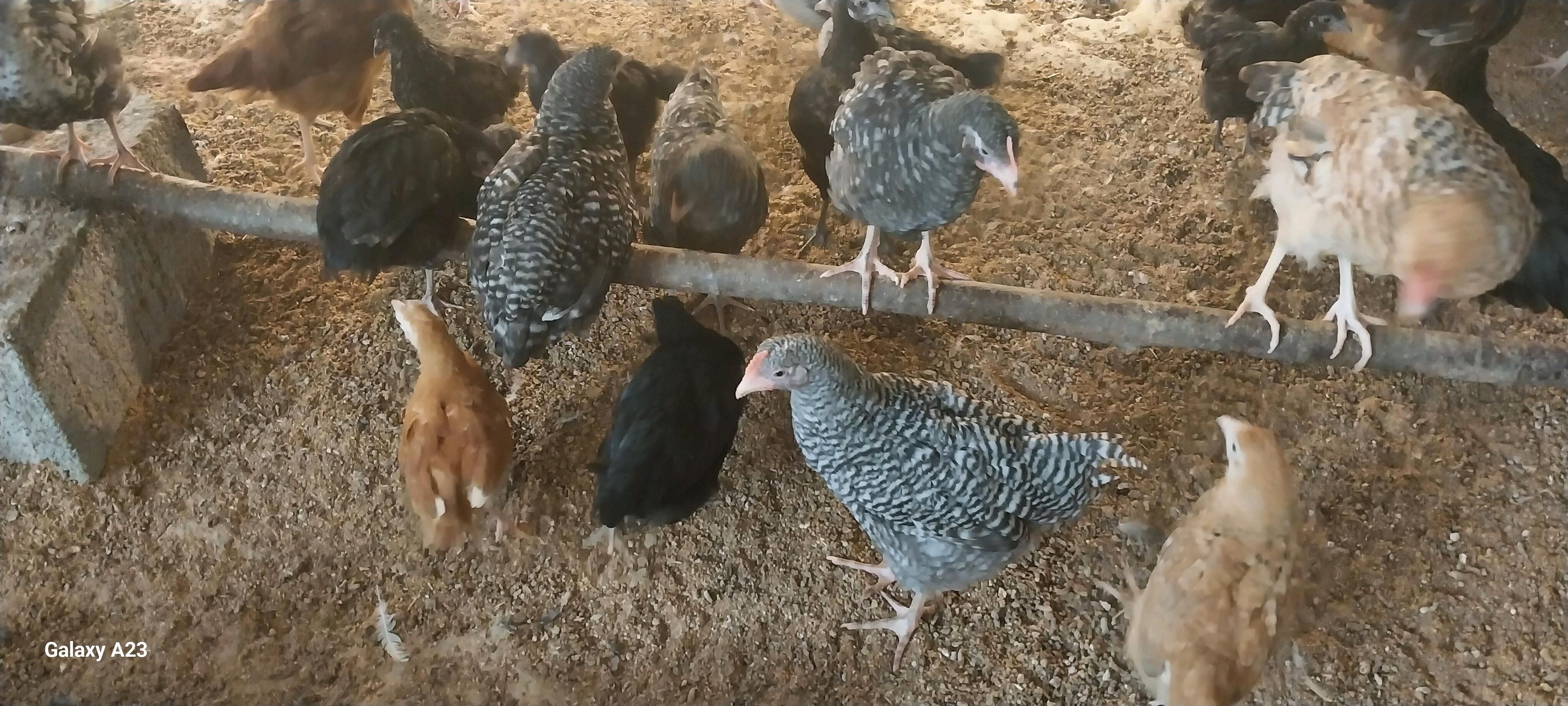 Towuk juyje - Gökdepe - img 3