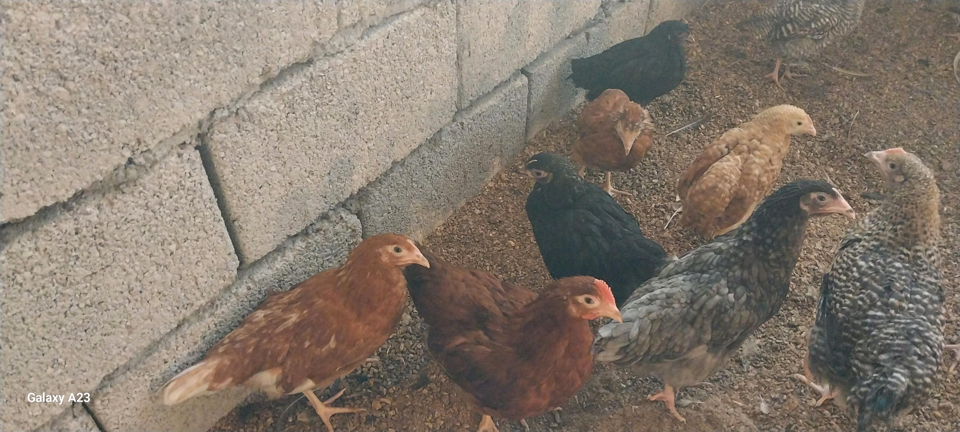 Towuk juyje - Gökdepe - img 2