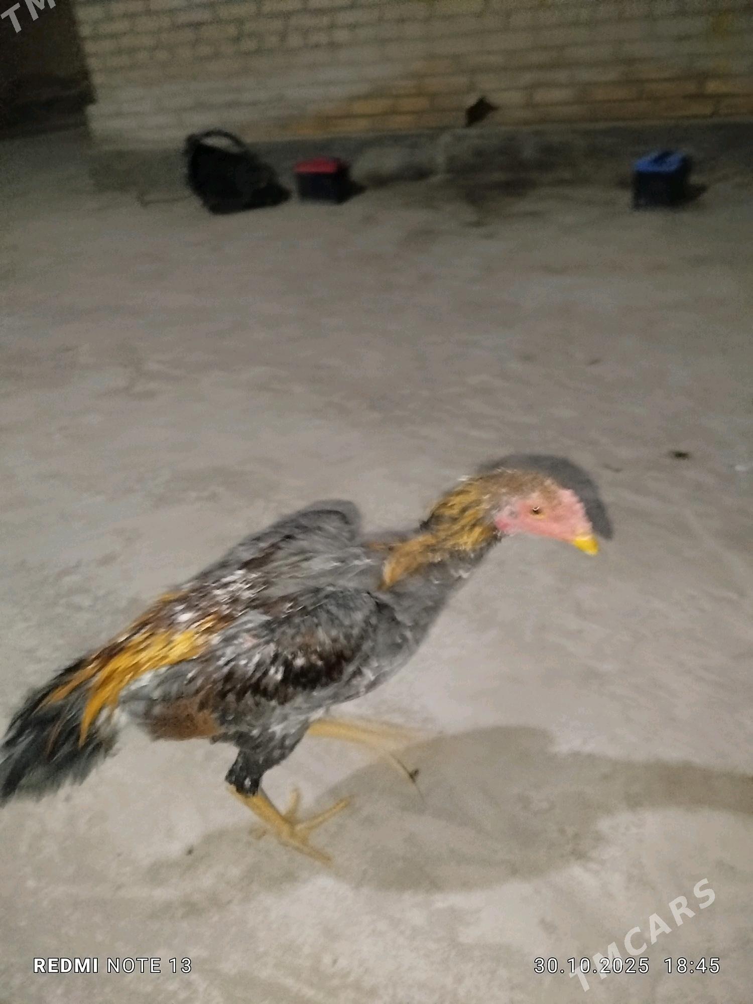 боец - Çärjew - img 2