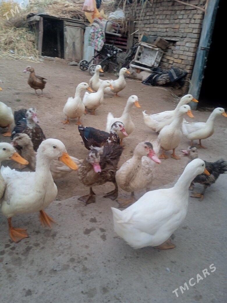 ak sona ordek - Türkmenabat - img 4