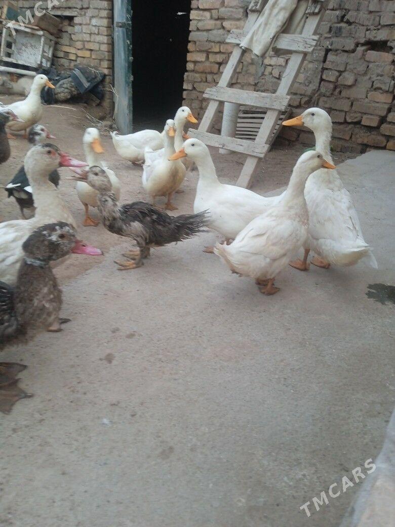 ak sona ordek - Türkmenabat - img 3