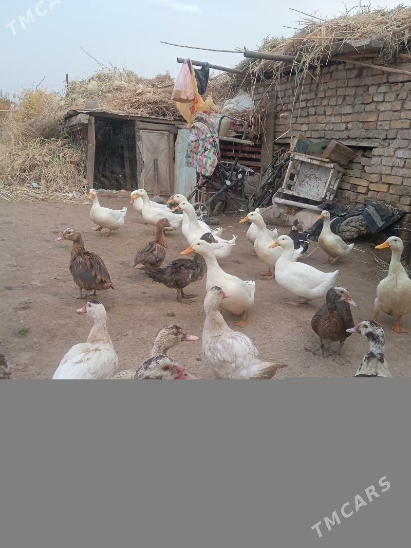 ak sona ordek - Türkmenabat - img 2