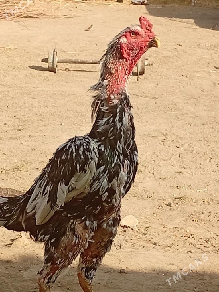 baýes - Baýramaly - img 2