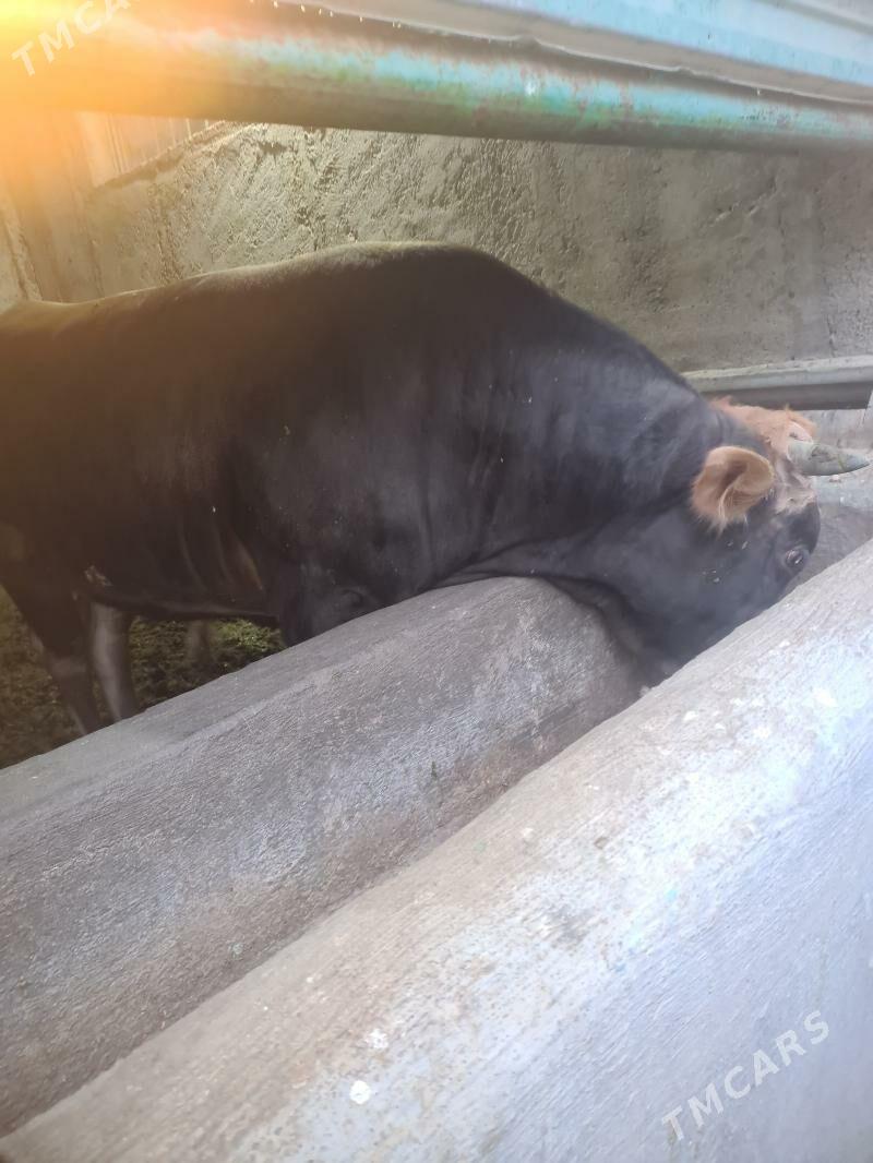 Bakylan õkùz - Ak bugdaý etraby - img 9