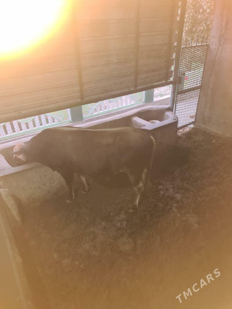 Bakylan õkùz - Ak bugdaý etraby - img 3