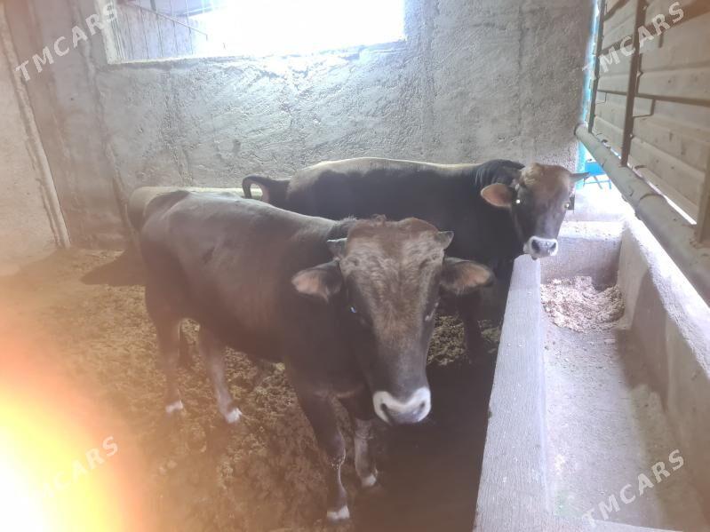 Bakylan õkùz - Ak bugdaý etraby - img 5