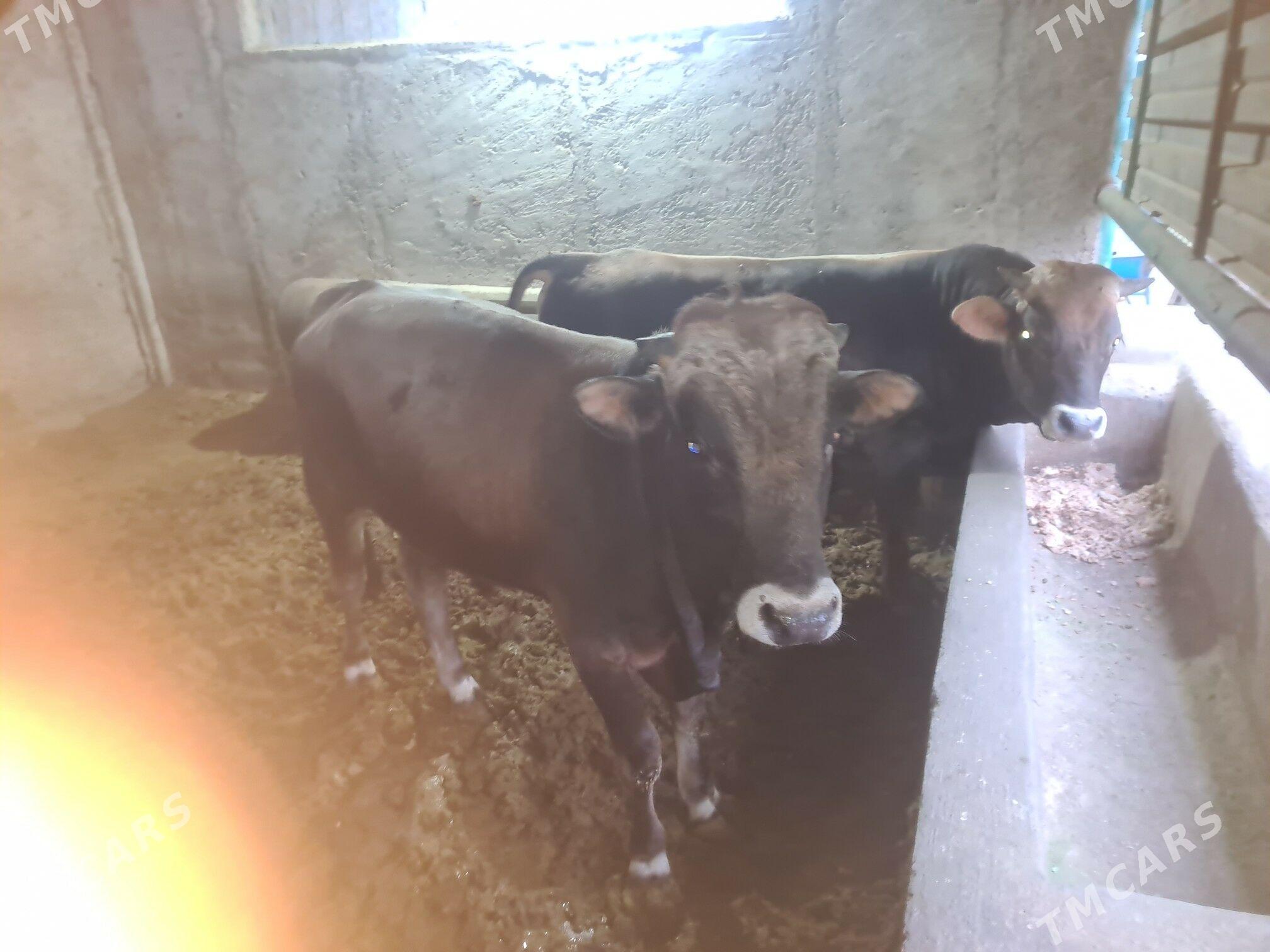 Bakylan õkùz - Ak bugdaý etraby - img 7