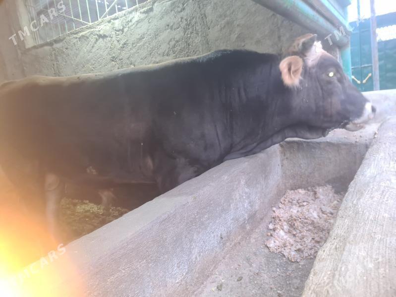 Bakylan õkùz - Ak bugdaý etraby - img 8