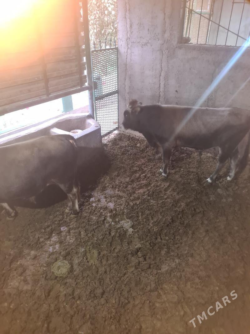 Bakylan õkùz - Ak bugdaý etraby - img 4