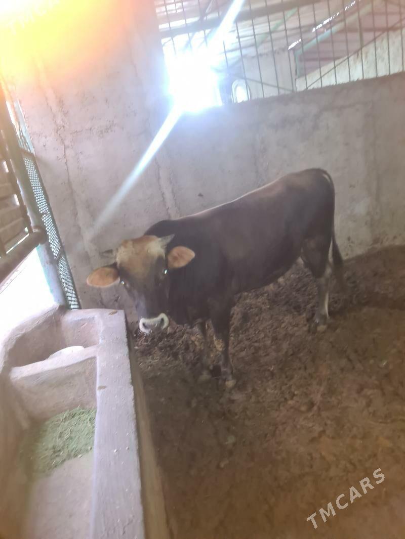 Bakylan õkùz - Ak bugdaý etraby - img 6