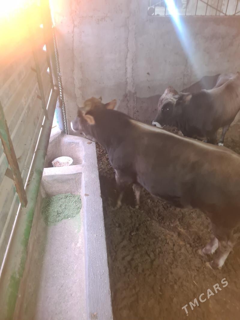 Bakylan õkùz - Ak bugdaý etraby - img 2