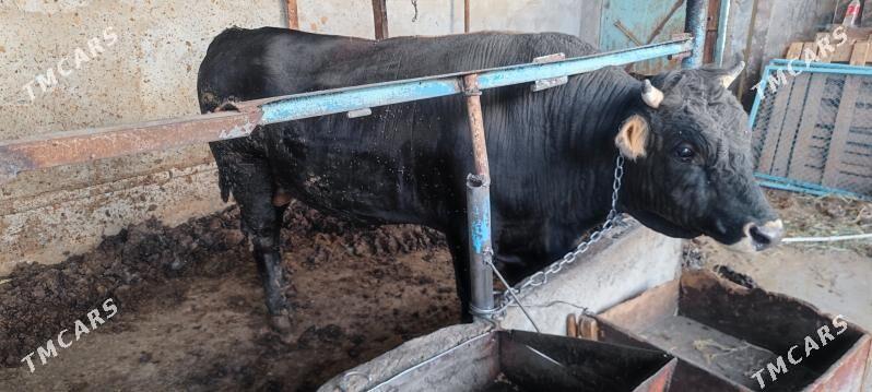 Okuz - Garadamak - img 5