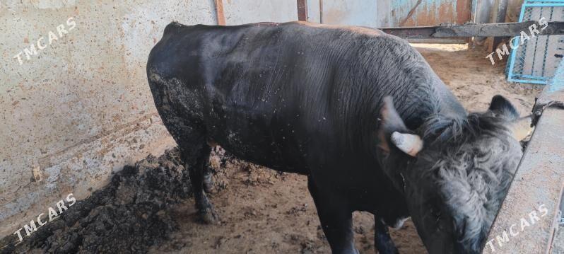 Okuz - Garadamak - img 4