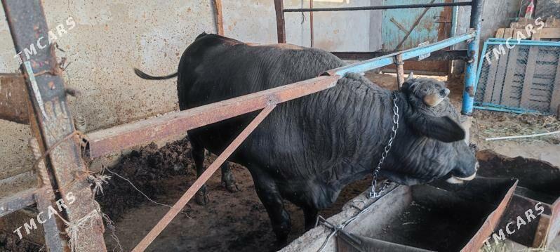 Okuz - Garadamak - img 3