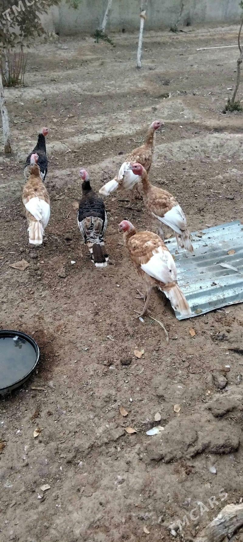 Indyuk - Херрикгала - img 3