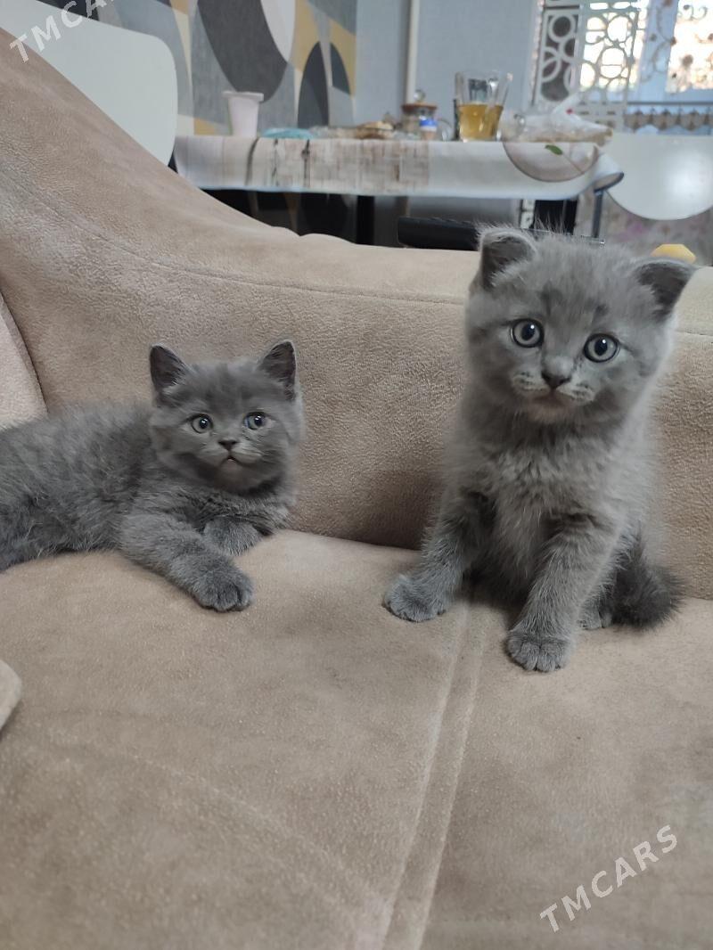 котята шотландской породы - Туркменабат - img 4