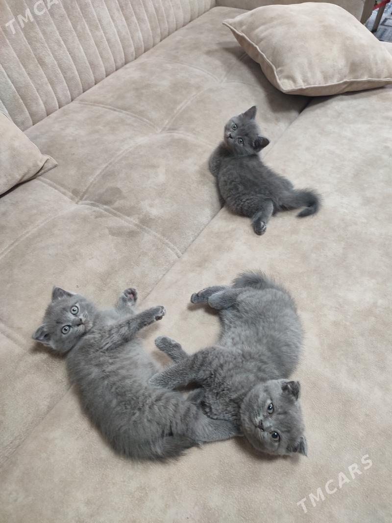 котята шотландской породы - Туркменабат - img 3