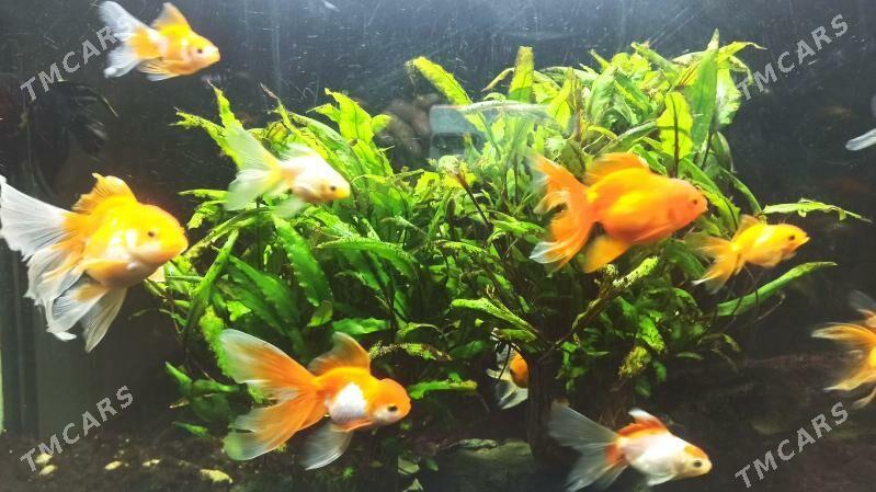 Akwarium uty - Şabat etr. - img 2