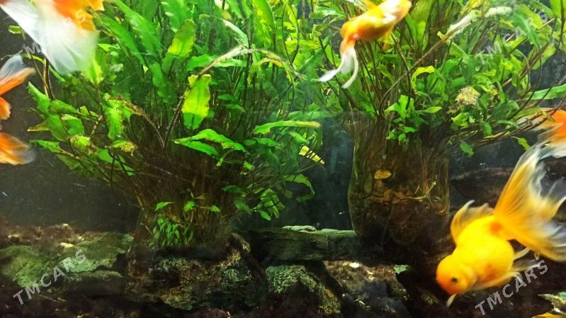 Akwarium uty - Şabat etr. - img 3