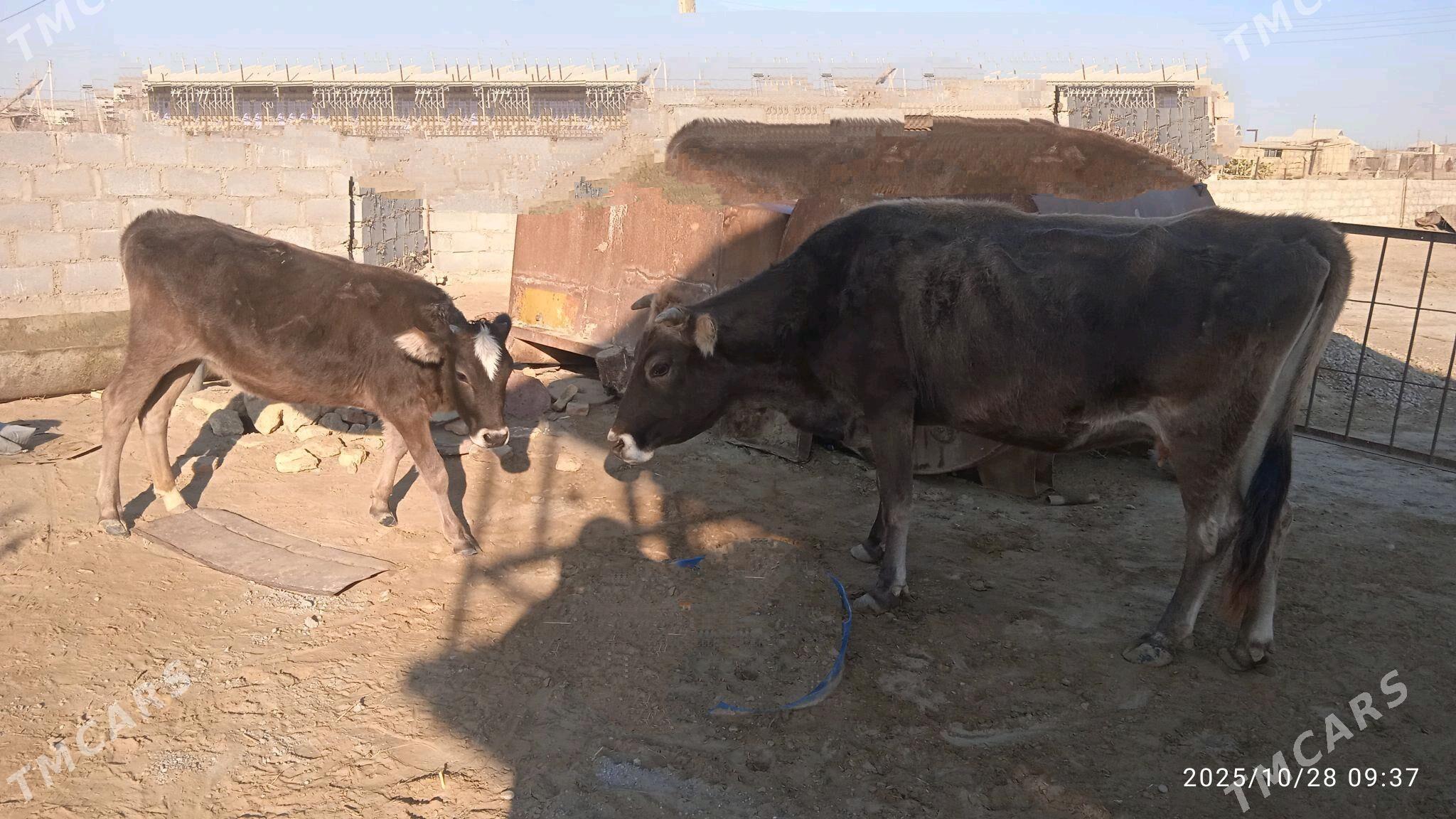 sygyr - Этрек - img 2