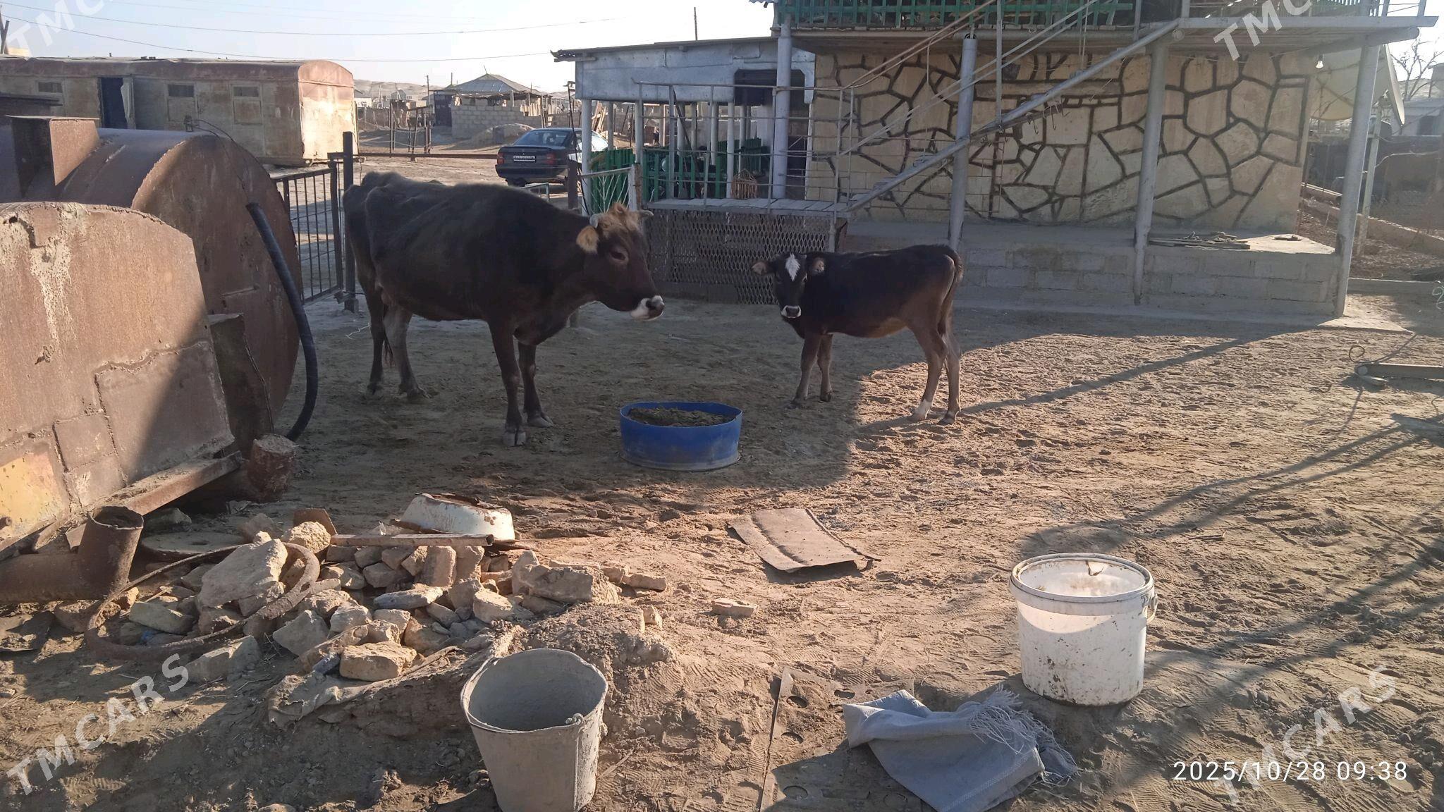 sygyr - Этрек - img 3