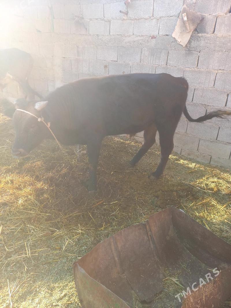 Ökiz - Гёкдепе - img 3