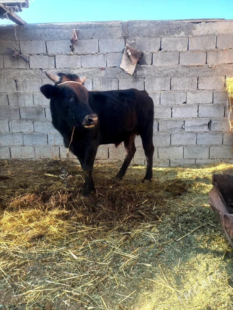 Ökiz - Гёкдепе - img 2