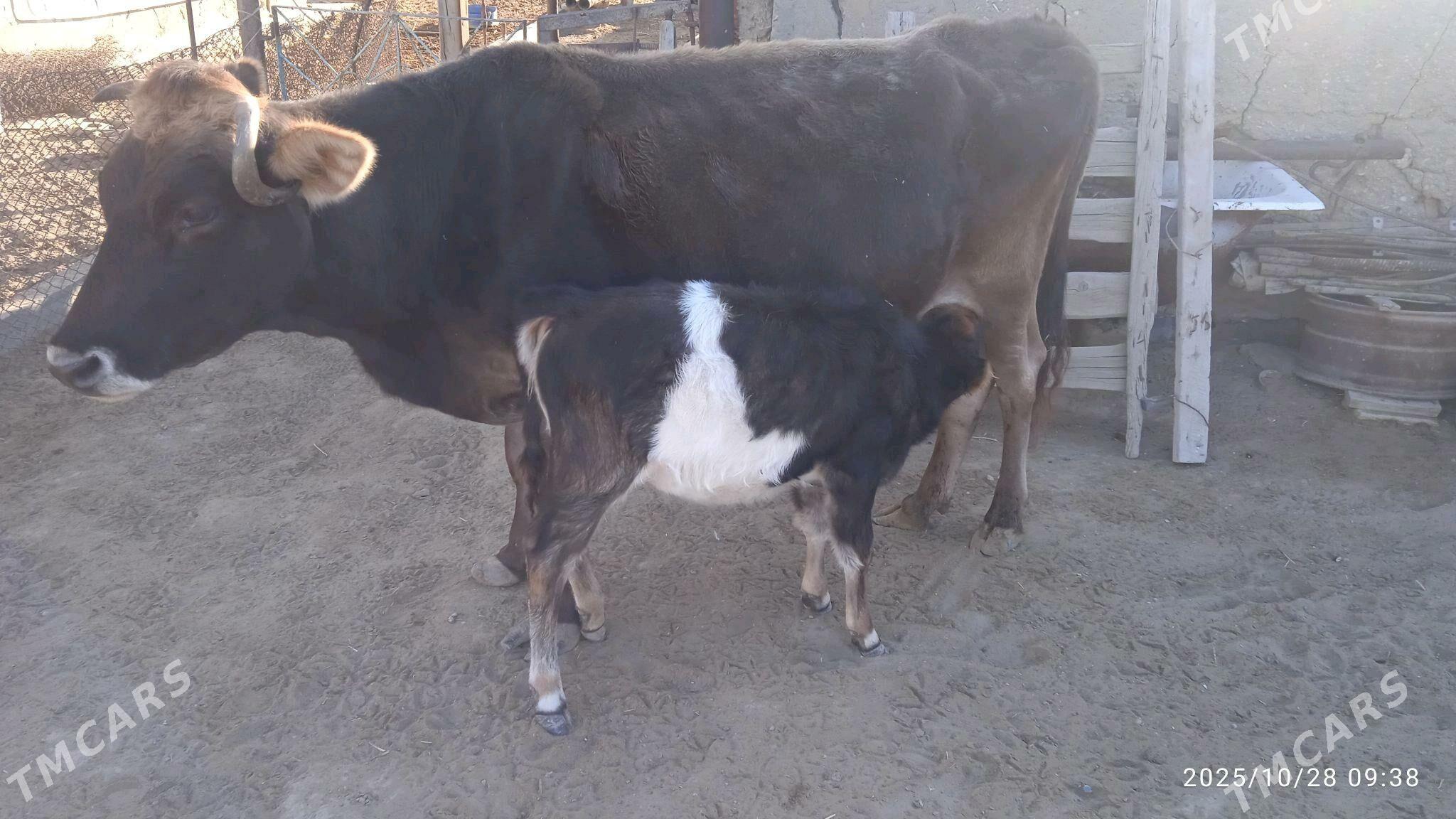 sygyr - Этрек - img 2