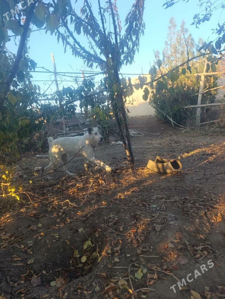 garagoz - Köneürgenç - img 3