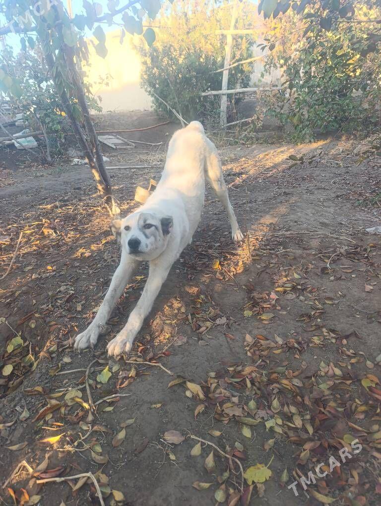 garagoz - Кёнеургенч - img 1