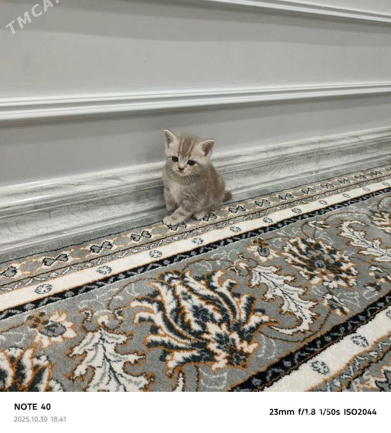 Sotlanskiy pryamauska - Балканабат - img 4