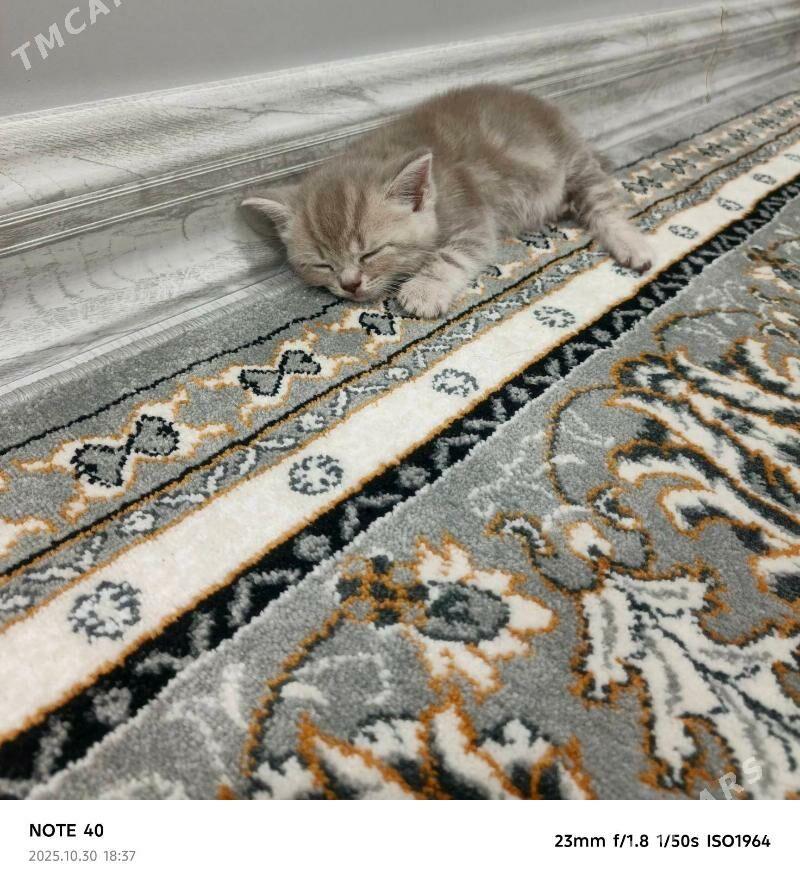 Sotlanskiy pryamauska - Балканабат - img 2