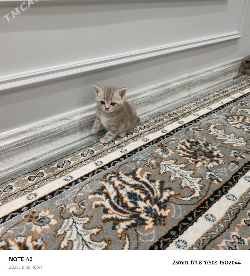 Sotlanskiy pryamauska - Балканабат - img 3