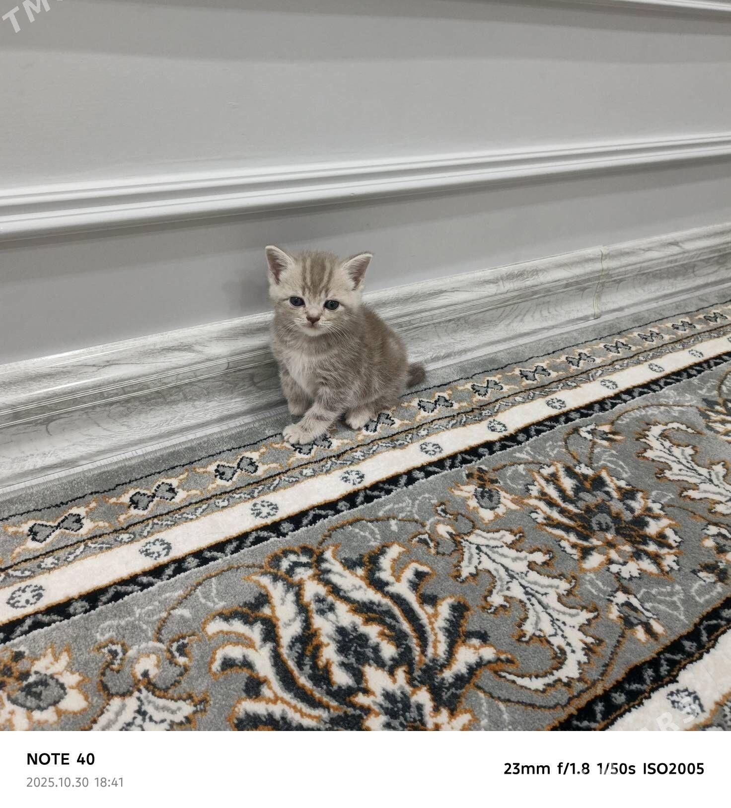 Sotlanskiy pryamauska - Балканабат - img 5