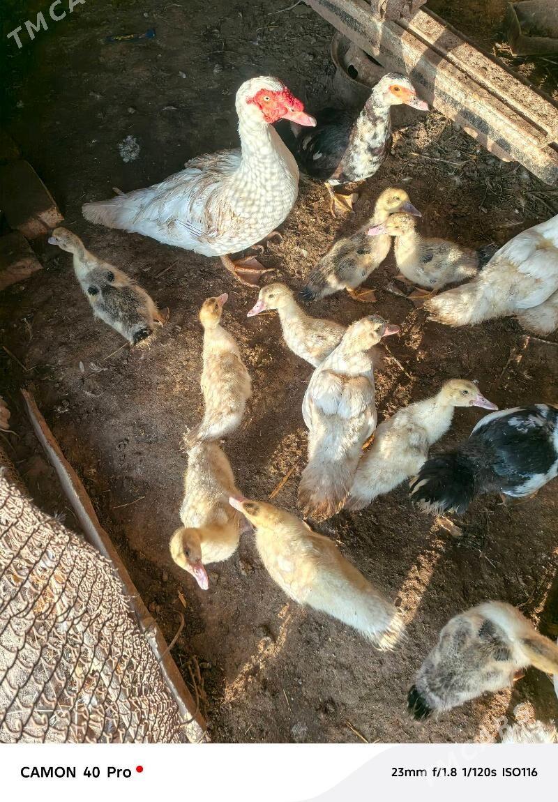 indukutga ordek juje satlyk - Байрамали - img 1