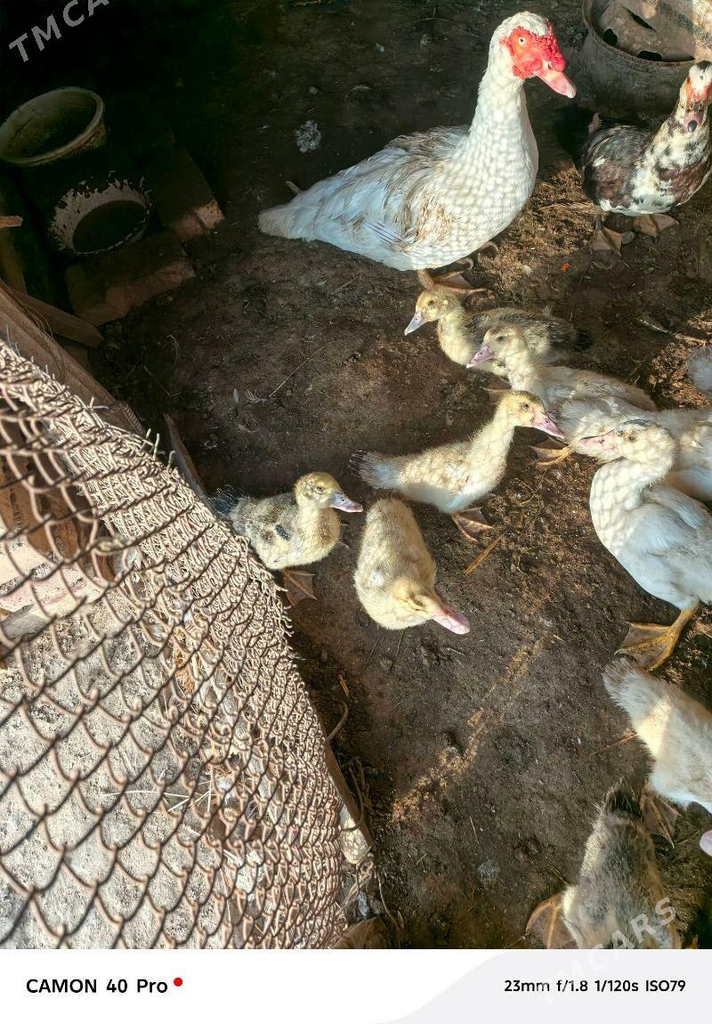 indukutga ordek juje satlyk - Байрамали - img 2